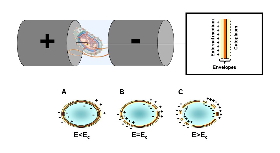 Mekanisme for mikrobiell inaktivering ved hjelp av PEF 
