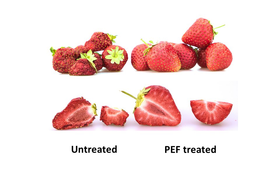 PEF-behandling kan blant annet brukes i prosessen med å tørke frukt. Her er PEF-behandlede tørkede jordbær (til høyre) og ubehandlede tørkede jordbær (til venstre).